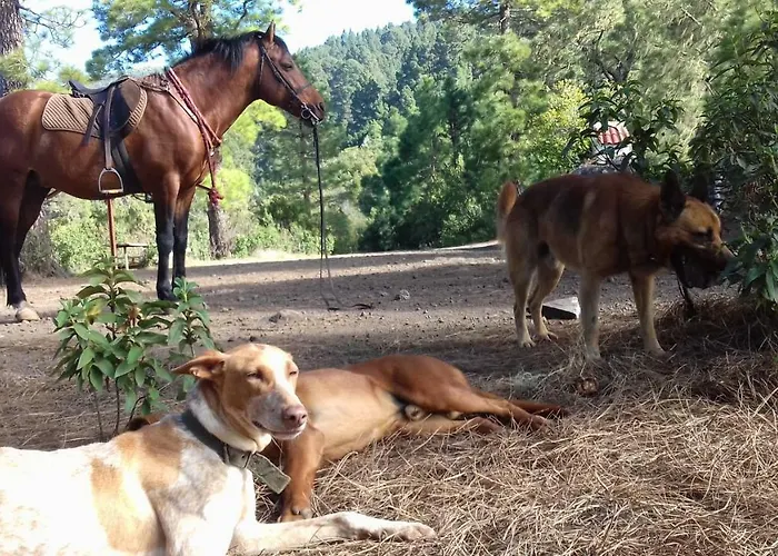 Летний дом Finca Rural El Pajar Santa Ursula *